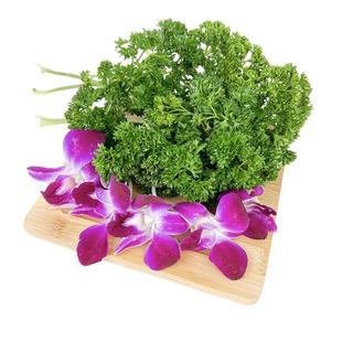 新鲜杨兰花250g 荷兰芹250g 法香洋兰花组合酒店火锅摆盘装饰材料