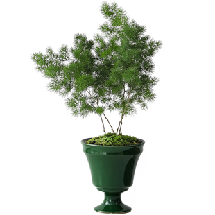 蓬莱松盆栽植物室内老桩客厅迎客松花卉绿植净化空气好养活小盆景