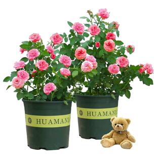 爬藤月季花种子爬墙造型大花耐寒耐旱室外大棚四季开花植物花种子