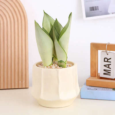 白玉虎皮兰盆栽室内桌摆耐旱小绿植懒人盆景易打理植物办公室桌面