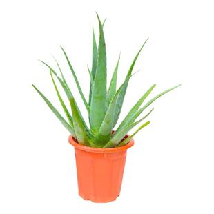 库拉索芦荟盆栽美容新鲜叶片芦荟食用芦荟灌肤美容院专用芦荟植物