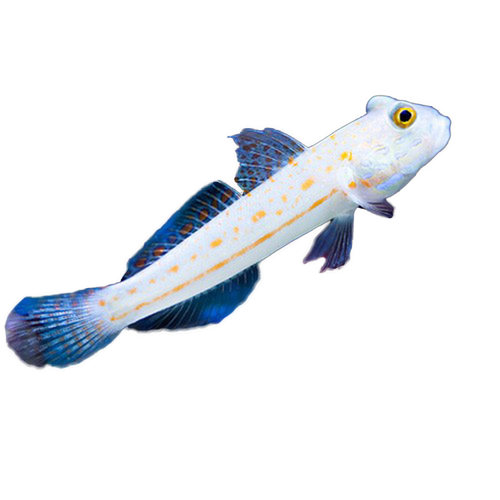 钻石哨兵 大嘴虾虎 四驱车 金头虾虎 海缸底栖翻砂清洁 快递包活