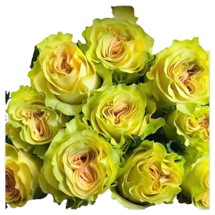 新品琉璃翠切花玫瑰花苗庭院阳台室内月季花卉渐变绿色多季开花