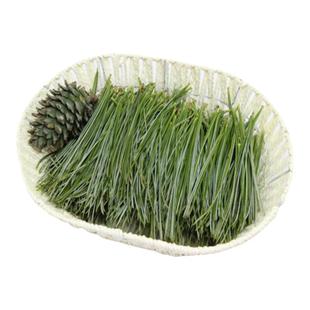长白山野生松针 新鲜松枝 五针松 红松枝整枝松针 松叶500g