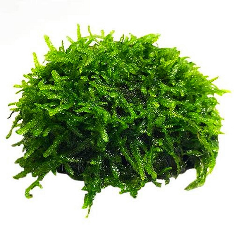 活体水草莫斯半球虾窝躲避屋阴性草莫斯树新手草不用二氧化碳好养
