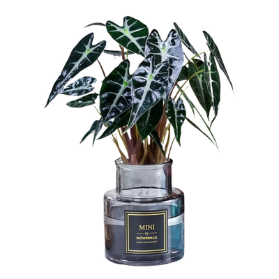 小仙女海芋室内净化空气水培好养