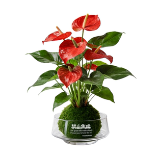 红掌盆栽大叶大花客厅水培植物苔藓球室内绿植桌面小盆景四季好养