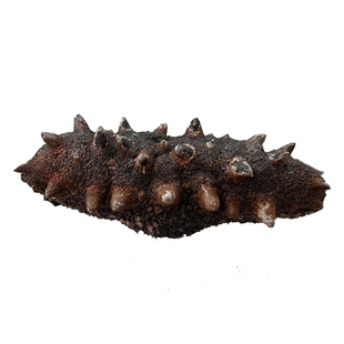 大连长海县野生淡干海参干货辽刺参孕妇礼盒装原浆即食水产加工厂