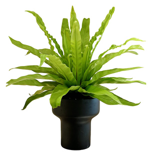 大苗展叶鸟巢蕨盆栽室内高级感绿植客厅书房办公室好养大叶植物