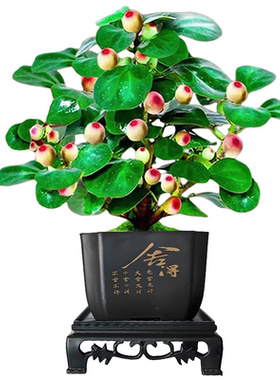 带果小盼菩提树盆栽老桩桌面绿植