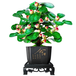 小盼菩提树盆栽老桩带果办公室桌面禅意绿植小盆景四季观果叶植物