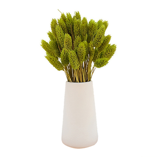 宝石草干花花束真花天然风干美人草永生花diy材料客厅插花瓶装饰