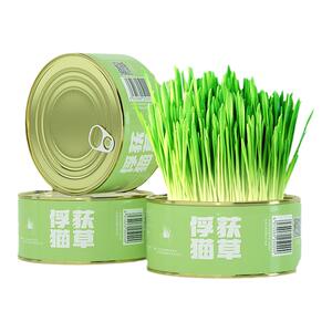 俘获F2无土水培小麦自种猫草杯罐头盒懒人猫草化盆栽毛球片旗舰店