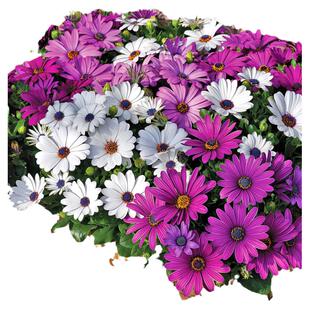 南非万寿菊种子蓝眼菊蓝目菊花籽耐寒四季播种景观绿化非洲菊种子