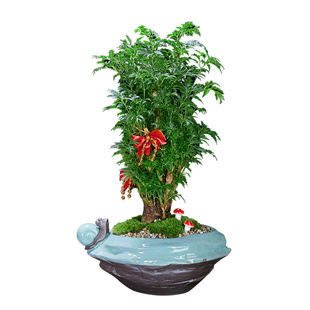 羽叶福禄桐盆栽客厅植物树桩四季常青室内绿植花卉发财树净化空气