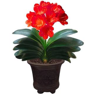 6年大苗精品君子兰盆栽花卉观花植物室内花好养的花当年开花不断