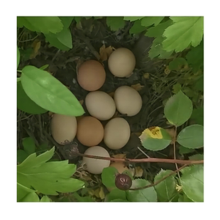 放养土鸡蛋大场地低密度自然放养幼儿辅食60枚顺丰包邮花蹊农业