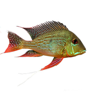 热带观赏鱼南美食土鲷斯威尼关刀鱼斯维尼关刀鱼血衣关刀鱼活体鱼