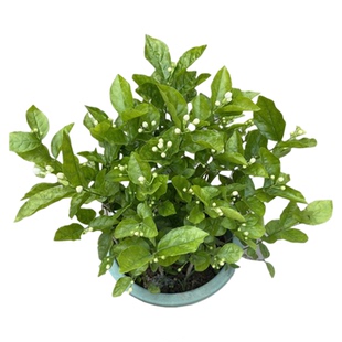 茉莉花盆栽花卉适合夏季养的一款植物开花喜阳香气扑鼻带花送深圳