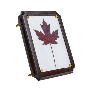 蘑菇空间植物标本夹押花器压花板植物标本制作干燥板复古实木相框