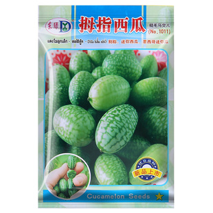 阳台四季盆栽薄皮超甜迷你特小拇指西瓜种子大全春秋种植水果种籽