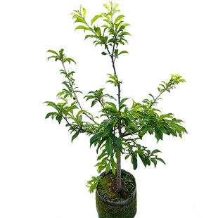 新品种蜂糖李早熟三月李钱排银妃三华李树苗嫁接苗晚熟迟熟李子树