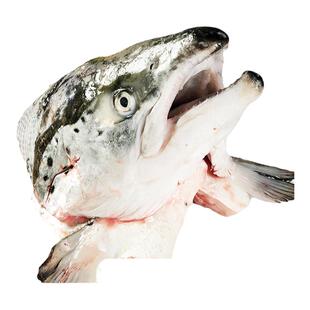 挪威进口三文鱼鱼头400~500g 剁椒鱼头生鲜烧烤炖汤食材海鲜水产