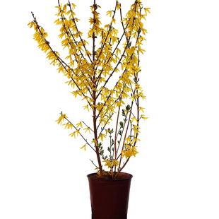 迎春花盆栽连翘老桩树苗阳台室内盆景报春花耐寒耐冻四季花卉植物