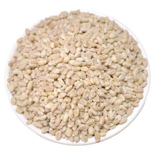 去皮麦仁煮粥粗粮五谷杂粮全麦带麦芽新鲜麦仁现磨2025河南新麦