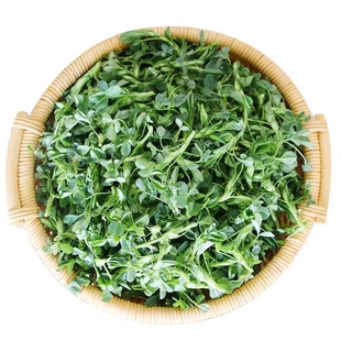 陕西头茬新鲜苜蓿菜正宗现摘蔬菜当季农家食用山野菜苜蓿芽苜蓿草