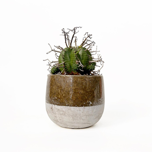 绿阳新意 法丽达大戟Euphorbia valida 大戟科多肉块根植物法利达