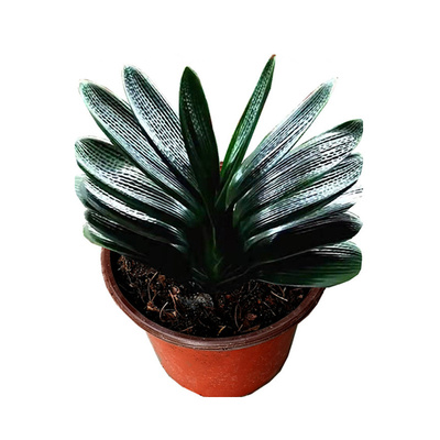 长春君子兰高蜡油匠国兰精品麻脸