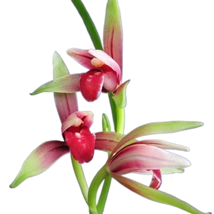 年宵花建兰大国魂带花苞浓香型四季兰耐寒绿植室内兰花盆栽花卉