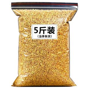 【抢五斤】黄苦荞新货炒熟苦荞茶500g泡水干吃清香酥脆黄苦荞米