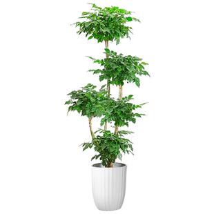 幸福树客厅盆栽大型植物单杆三层大棵老桩吸甲醛四季常绿好养植物