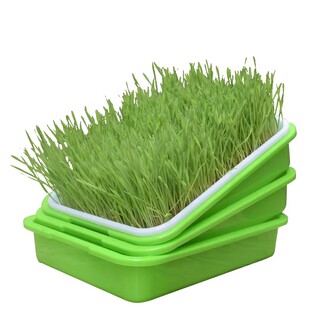 芽苗菜种子水培蔬菜室内红油香椿豌豆花生芽豆苗绿豆黄豆黑豆芽菜