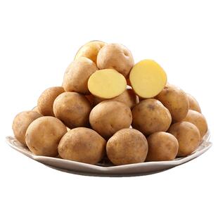 正宗湖北恩施富硒小土豆马尔科种现挖新鲜黄心土豆洋芋宝宝辅食