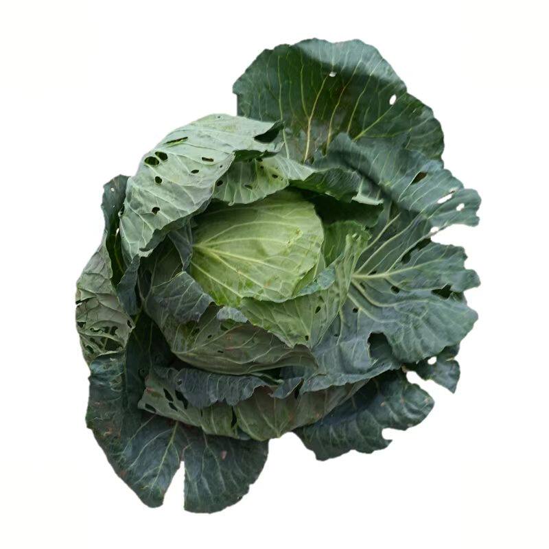 农家自种小包菜菜园露天无狠活
