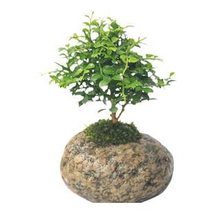 九里香迷你小盆栽微盆景室内花卉植物石头盆茶桌摆放桌面绿植造景
