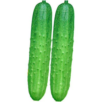 节节多水果黄瓜种子唐山秋瓜大青吊瓜满地爬津研七号四号蔬菜种籽