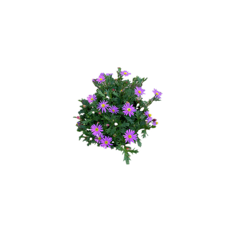 姬小菊四季开花易爆盆好养耐热