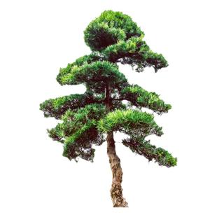 罗汉松树苗大树雀舌盆景大型庭院楼顶树观叶四季常青趣味造型大树