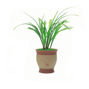 兰花苗建兰小桃红四季兰金边浓香好养绿植花卉带花苞盆栽夏季名贵