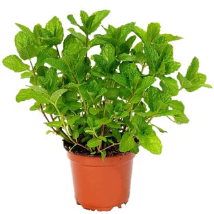 留兰香绿薄荷苗种籽种子夏季驱蚊虫四季农家薄荷盆栽可食用种孑