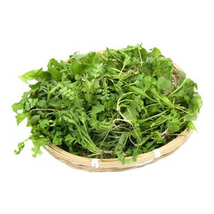 野生荠菜种子 野生荠荠菜种子 清香鲜嫩野菜籽四季播特色蔬菜种子
