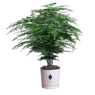 大文竹盆景植物室内绿色盆栽桌面吸甲醛净化空气观叶花卉绿植包邮