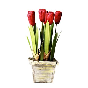 桂花树苗大树八月金桂丹桂庭院别墅地栽四季桂绿植好养室外开花