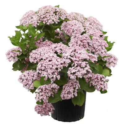 基地自产绣球花大苗保证对版