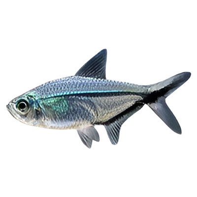 黑尾大勾鱼群游鱼草缸小型热带鱼苗观赏鱼红绿灯天使鱼扯旗灯科鱼