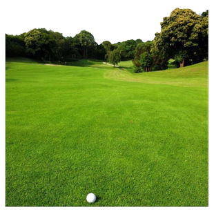 草坪种子高羊茅进口四季常青护坡草籽黑麦草百慕大庭院绿化草种籽